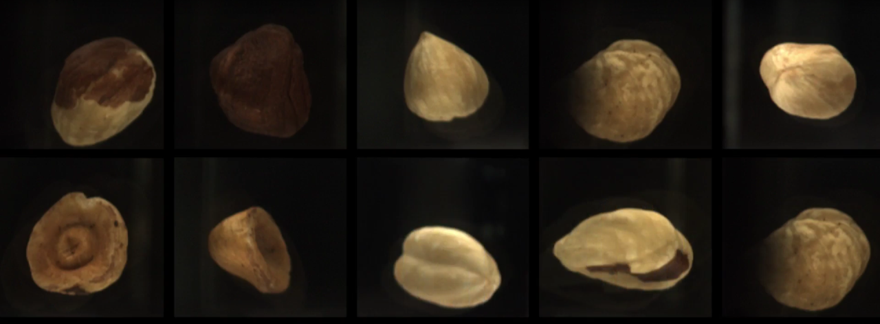Various types of hazelnuts