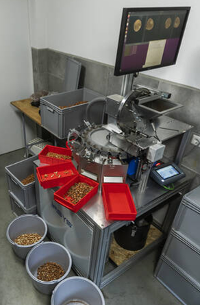 Hazelnut sorting machine IFSYS